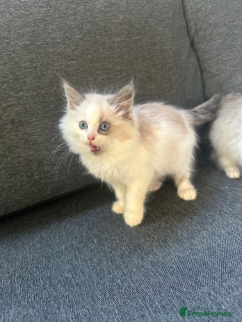 Siberian cats - Advert 2