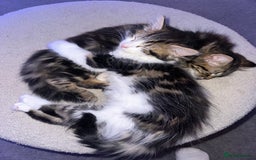 Mixed Breed cats for sale: 2 females mixed maincoon  - Image 2