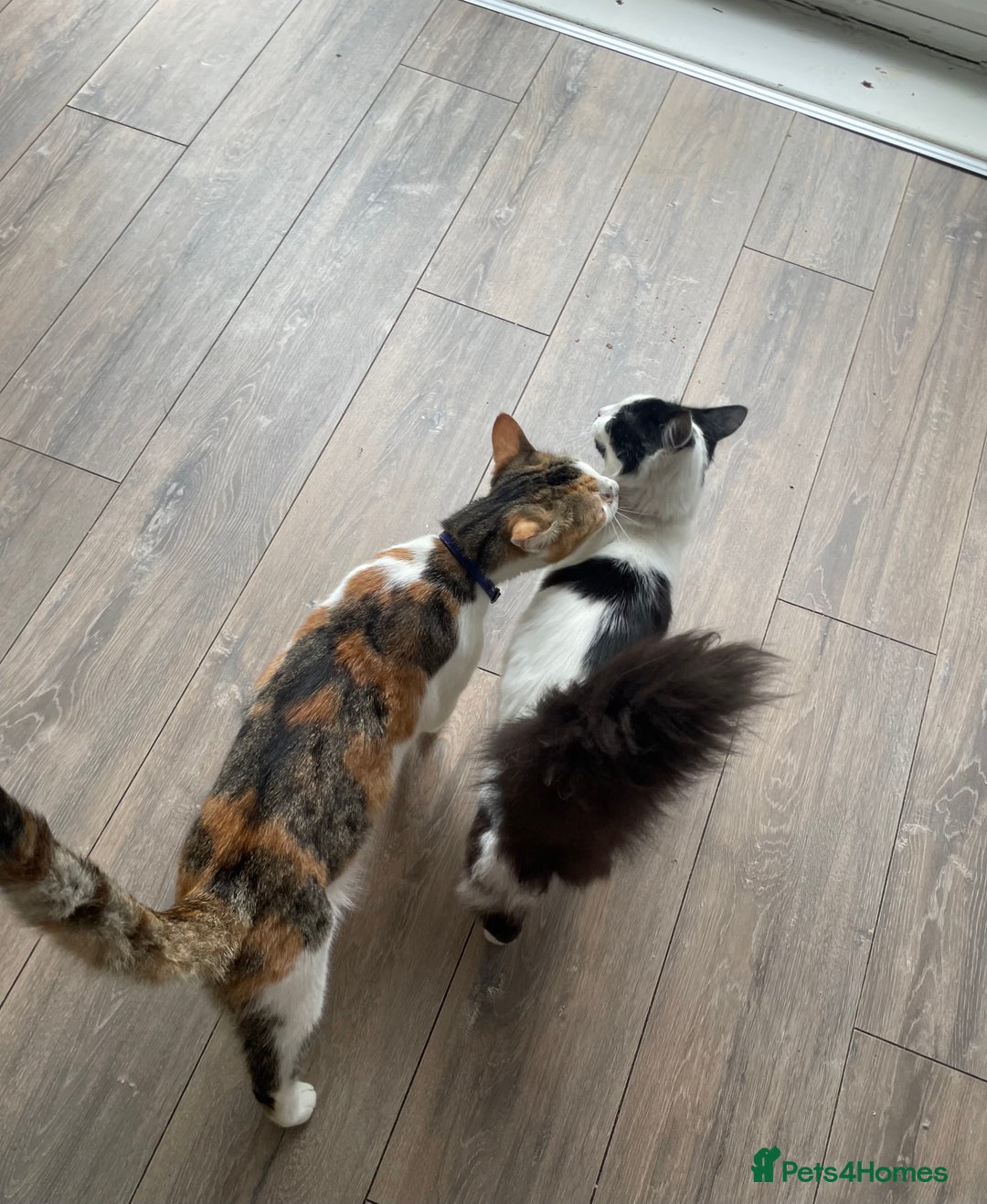 Domestic Shorthair cats for sale: Dojah (Calico) Fessor/Professor (cow cat)  - Image 2