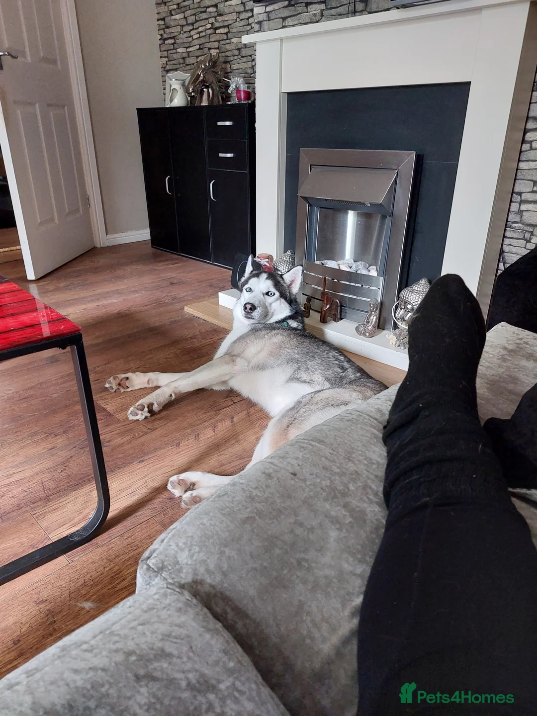 Siberian Husky dogs for stud: BLUE EYED HUSKY FOR STUD in Doncaster - Advert 8