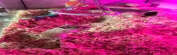 Gerbil rodents for sale: 2 Male Gerbils 🐹 in Peterborough - Advert 4