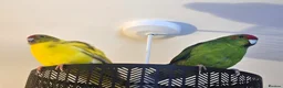 Parakeets birds for sale: 2 Kakarikis looking for a new home - Advert 3