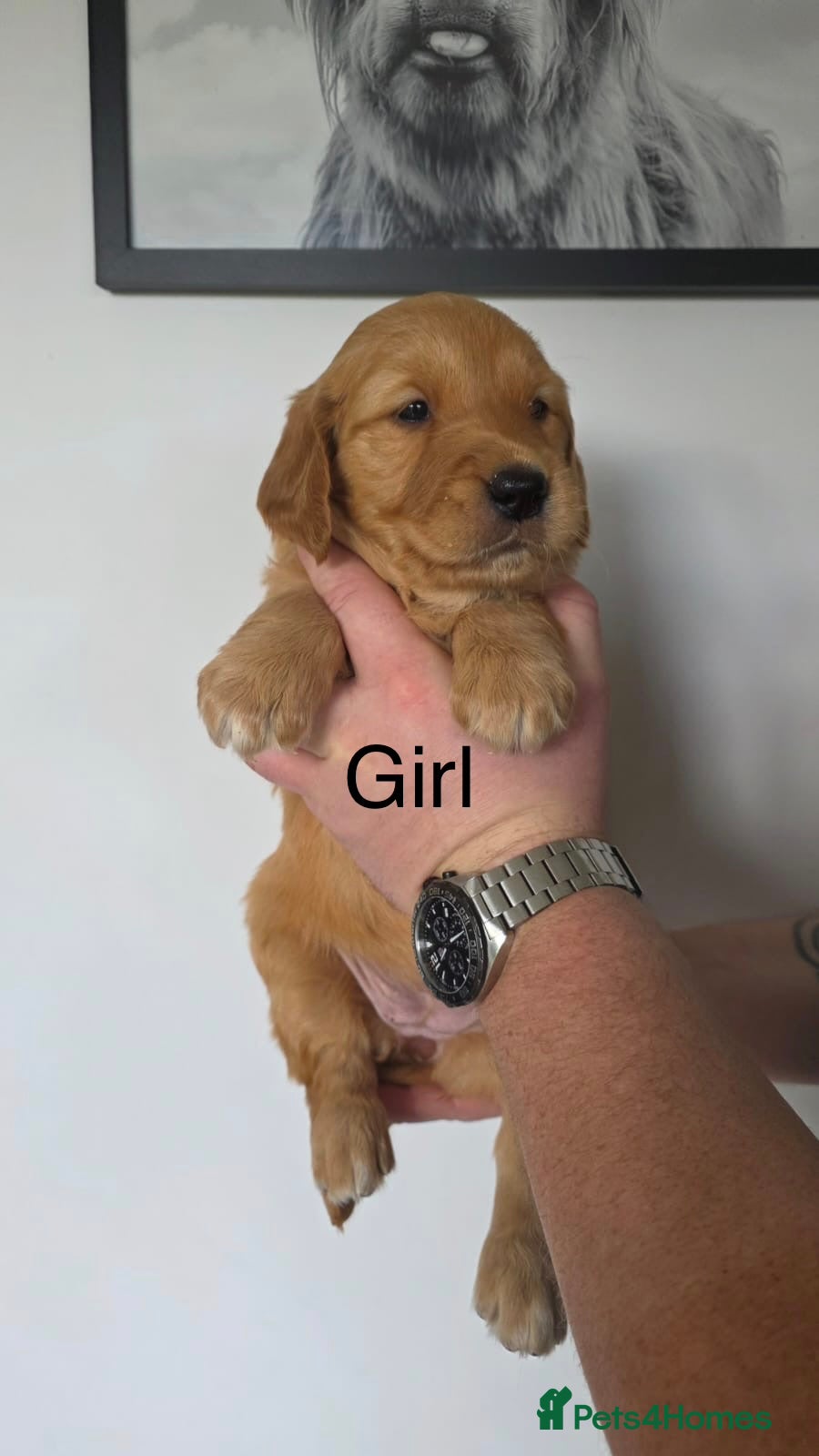 Golden Retriever dogs Working Golden Retriever puppies  - Advert 2