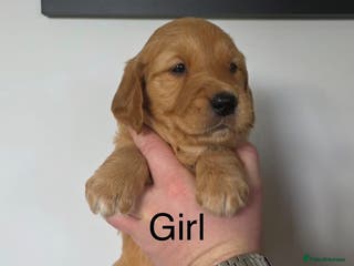 Golden Retriever dogs Working Golden Retriever puppies - Advert 8