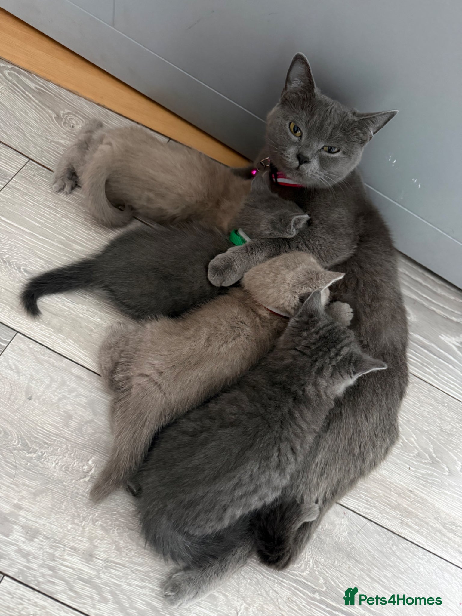 British Shorthair cats Beautiful British Shorthair Kittens😻 - Advert 1