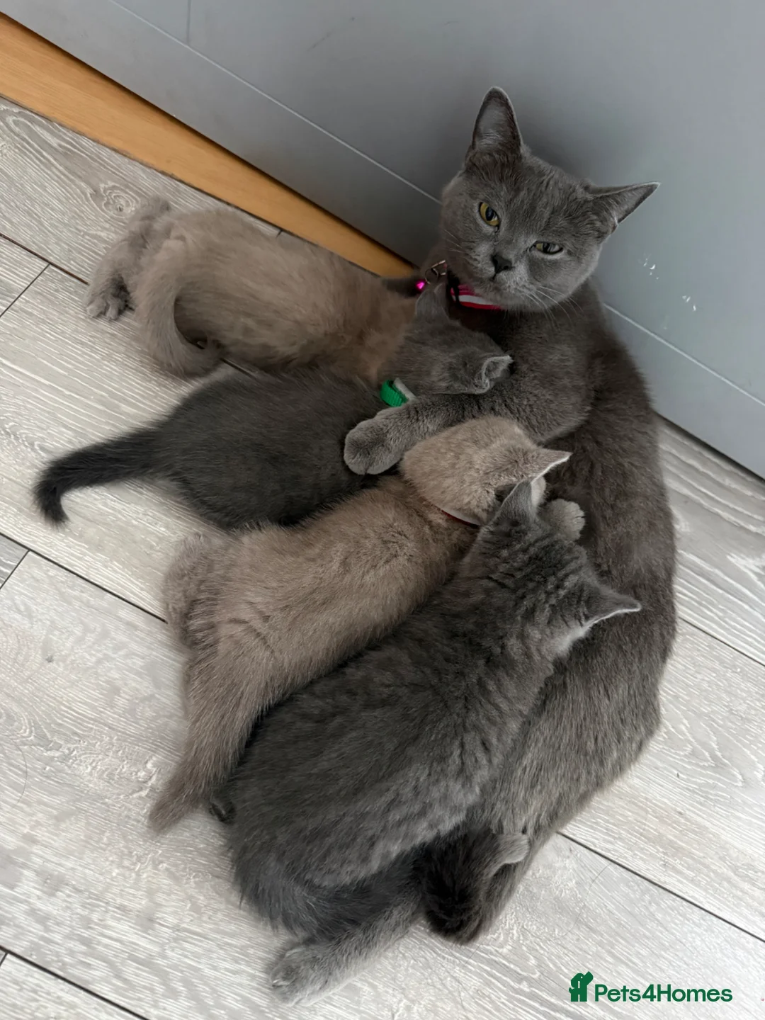 British Shorthair cats for sale: Beautiful British Shorthair Kittens😻 - Advert 1