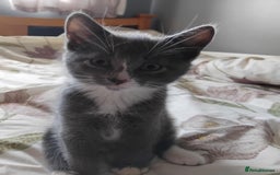 Mixed Breed cats for sale: Mixed Breed kittens for sale  - Image 6