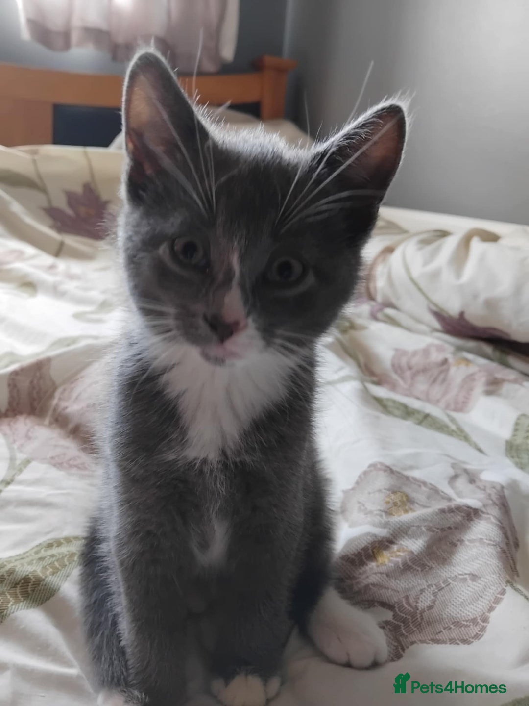 Mixed Breed cats for sale: Mixed Breed kittens for sale  - Image 6