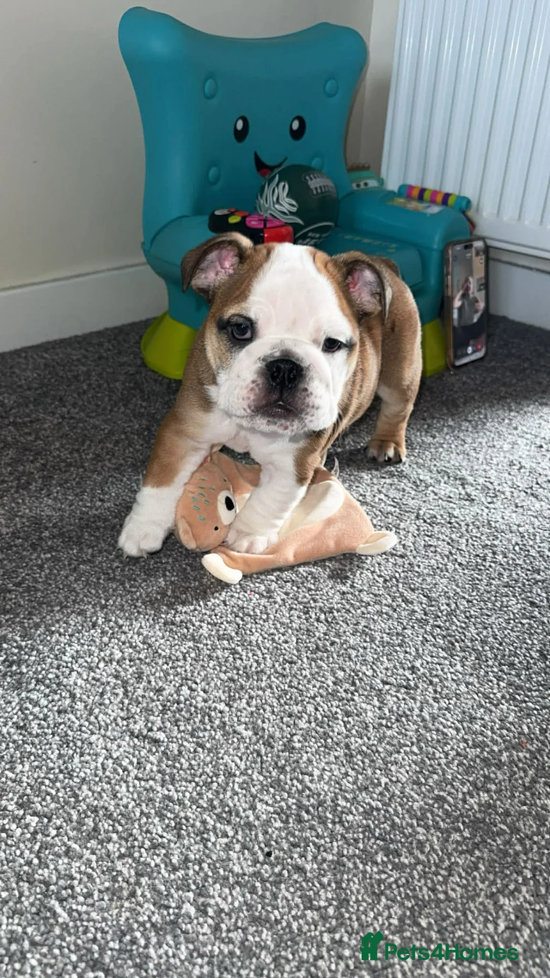 English Bulldog dogs for sale: ENGLISH BULLDOG GIRL PUPPY - Advert 4