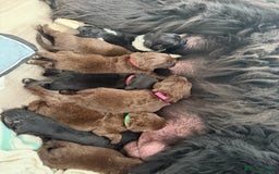 Newfoundland dogs for sale: KC registered Newfoundland Puppies. Health tested - Image 35