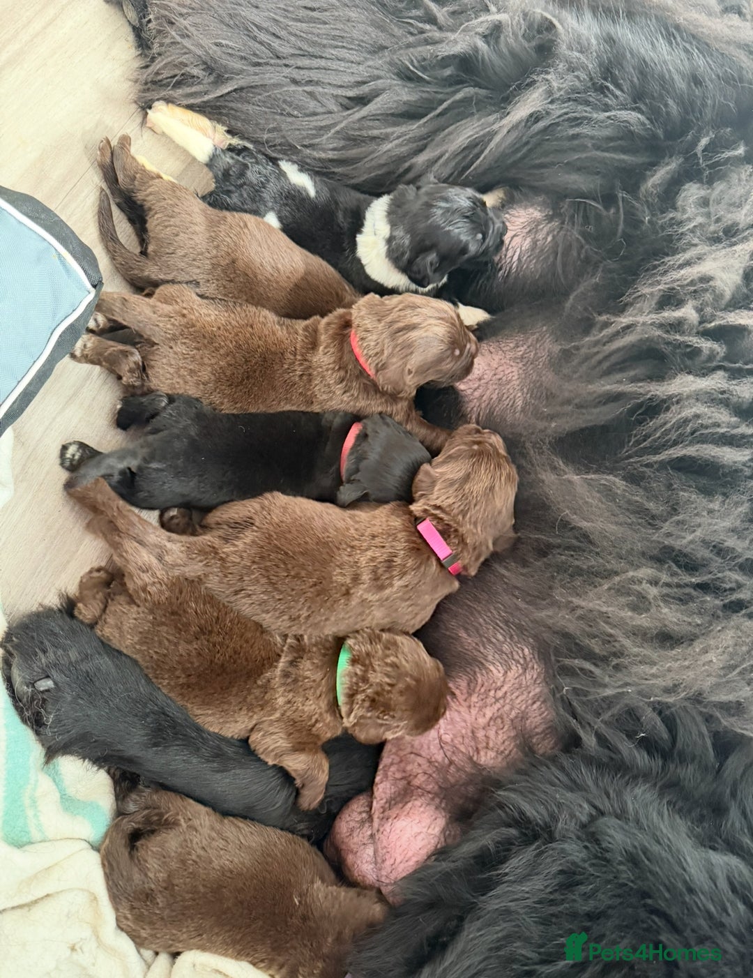 Newfoundland dogs for sale: KC registered Newfoundland Puppies. Health tested - Image 35