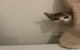 British Longhair cats for sale: 2 ADORABLE FLUFFY BRITISH LONGHAIR KITTENS LEFT!!! - Image 16