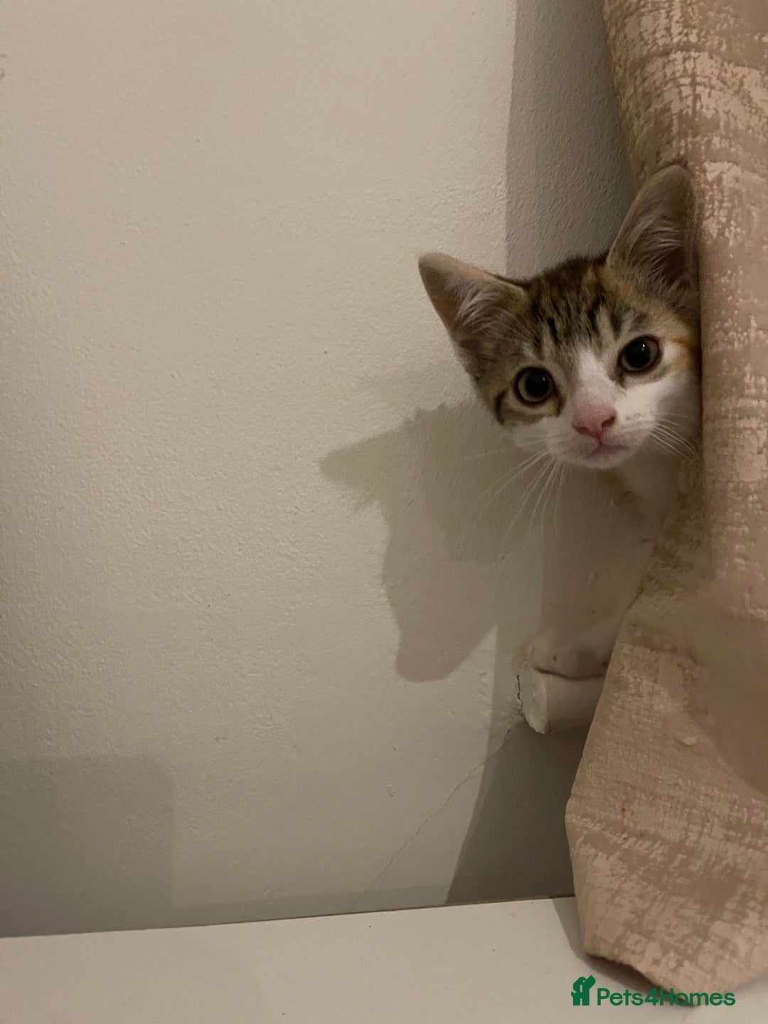 British Longhair cats for sale: 2 ADORABLE FLUFFY BRITISH LONGHAIR KITTENS LEFT!!! - Image 16