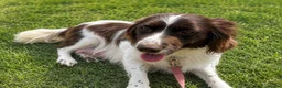 Cocker Spaniel dogs for sale: Cocker spaniel puppies ready for forever home - Advert 2