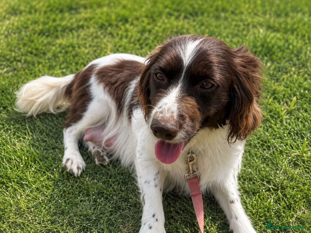 Cocker Spaniel dogs for sale: Cocker spaniel puppies ready for forever home - Advert 2