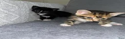 Mixed Breed cats for sale: Beautiful Domestic Shorthair Kittens  🐾 - Advert 13