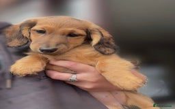 Miniature Dachshund dogs for sale: ⭐️ Miniature Long Haired Dachshund Pups ⭐  - Image 25