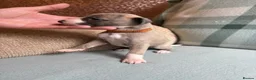 Whippet dogs for sale: Exceptional litter of KC whippets  in Shrewsbury - Advert 12
