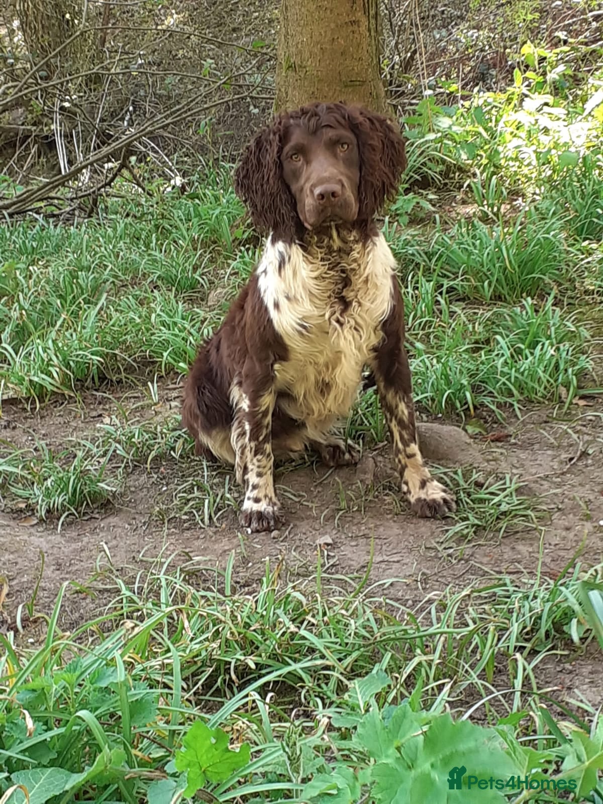 English Springer Spaniel dogs Liver and white Springer Spaniel for stud  - Advert 3
