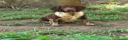English Springer Spaniel dogs for stud: Liver and white Springer Spaniel for stud  - Advert 1