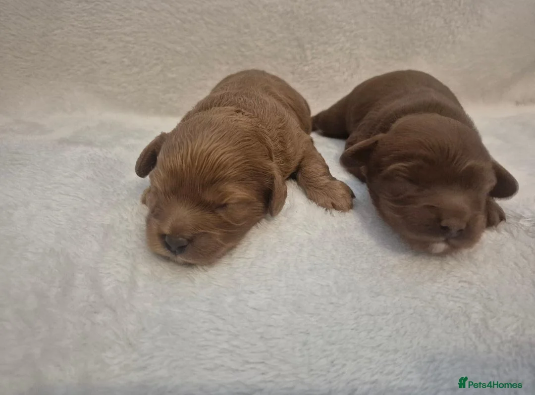 Cavapoo dogs for sale: Beautiful toy cavapoo's - Advert 2