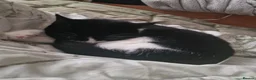 Domestic Shorthair cats for sale: Delilah for rehome - Advert 2