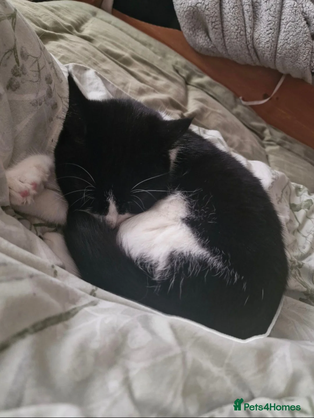 Domestic Shorthair cats for sale: Delilah for rehome - Advert 2