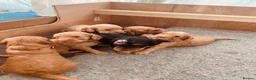 Cockapoo dogs for sale: Cockapoo Puppies  - Advert 10
