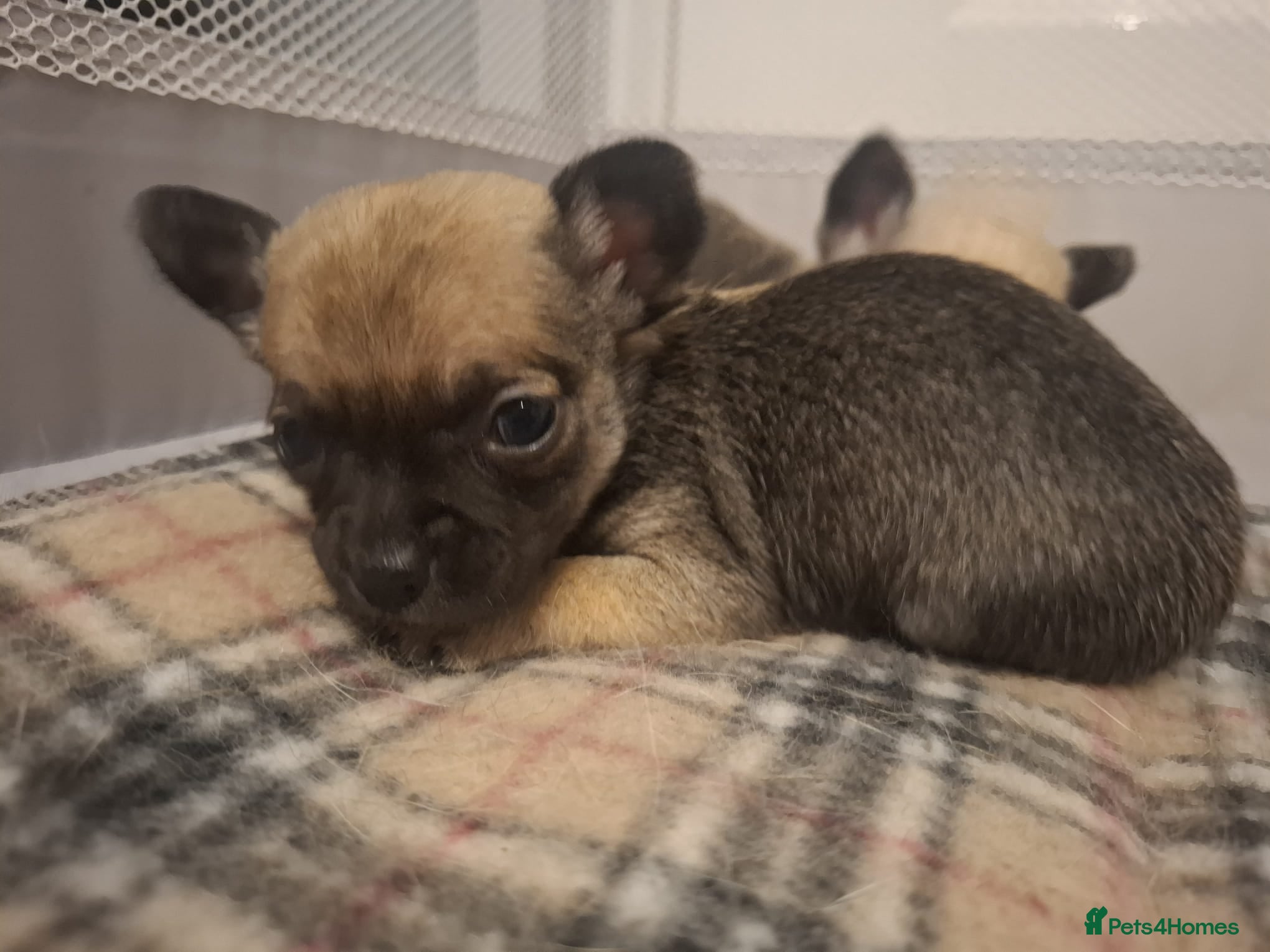 Chihuahua dogs 4 Tiny Apple head Chihuahuas  - Advert 2