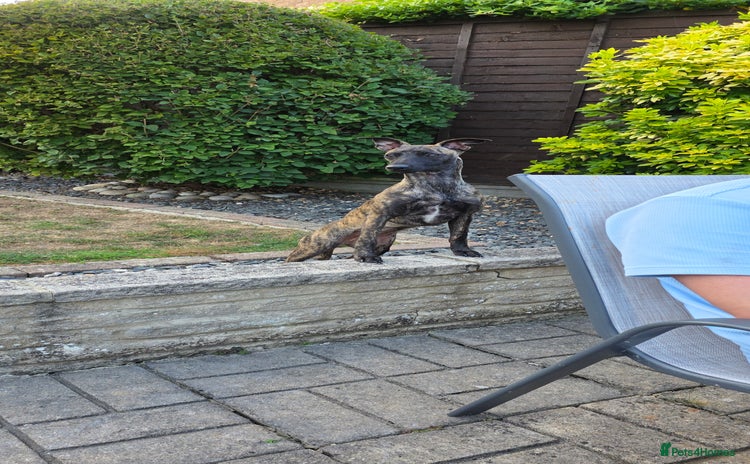 Mixed Breed dogs - Advert 1