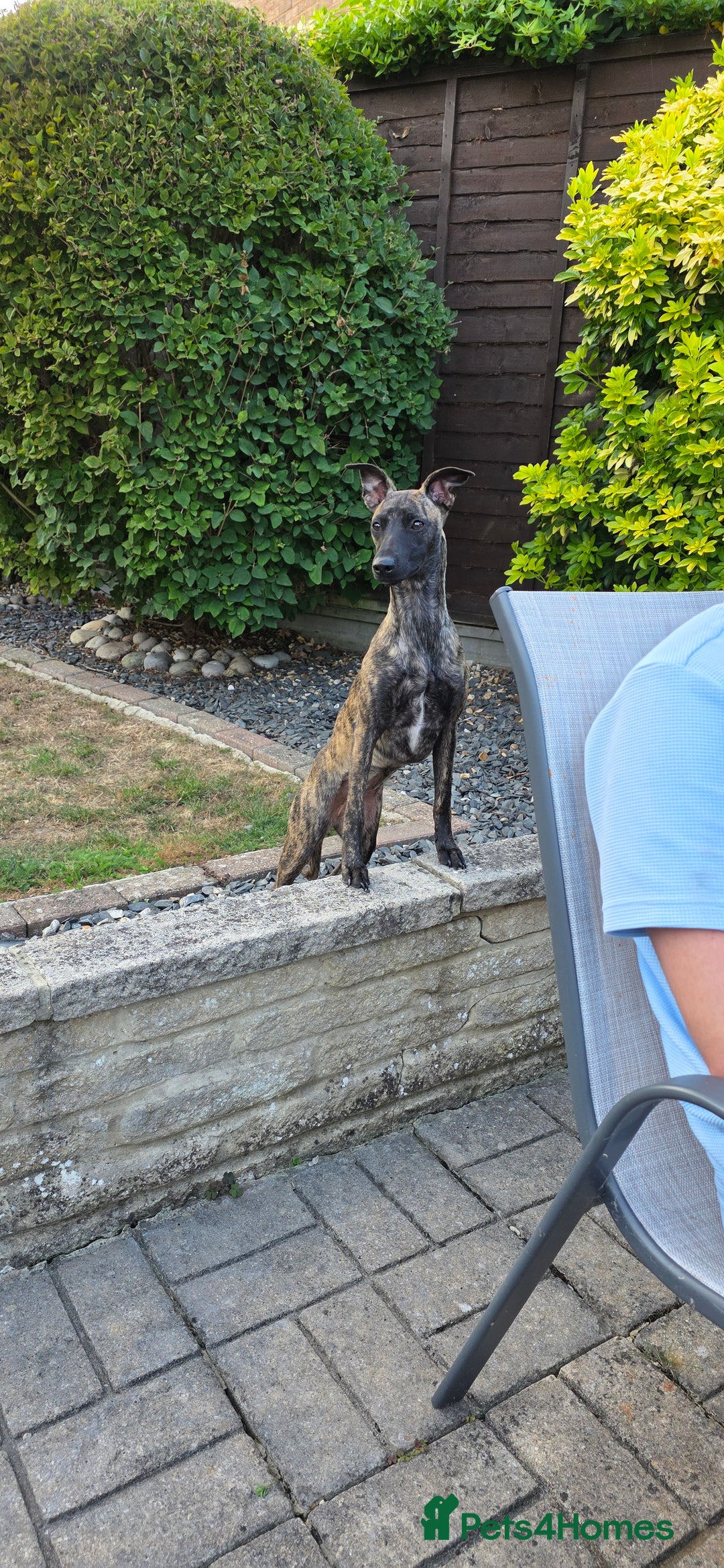 Mixed Breed dogs for sale: Whippet x lakeland terrier - Image 1