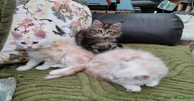 Maine Coon cats - Advert 2