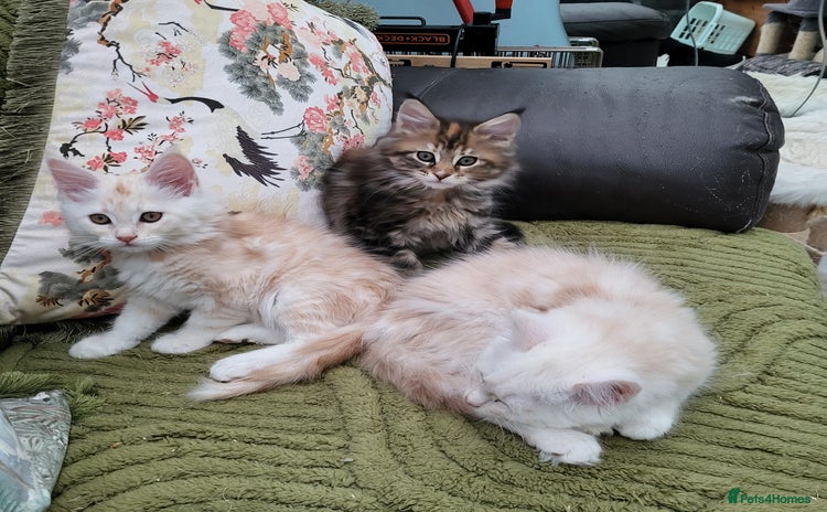 Maine Coon cats - Advert 3