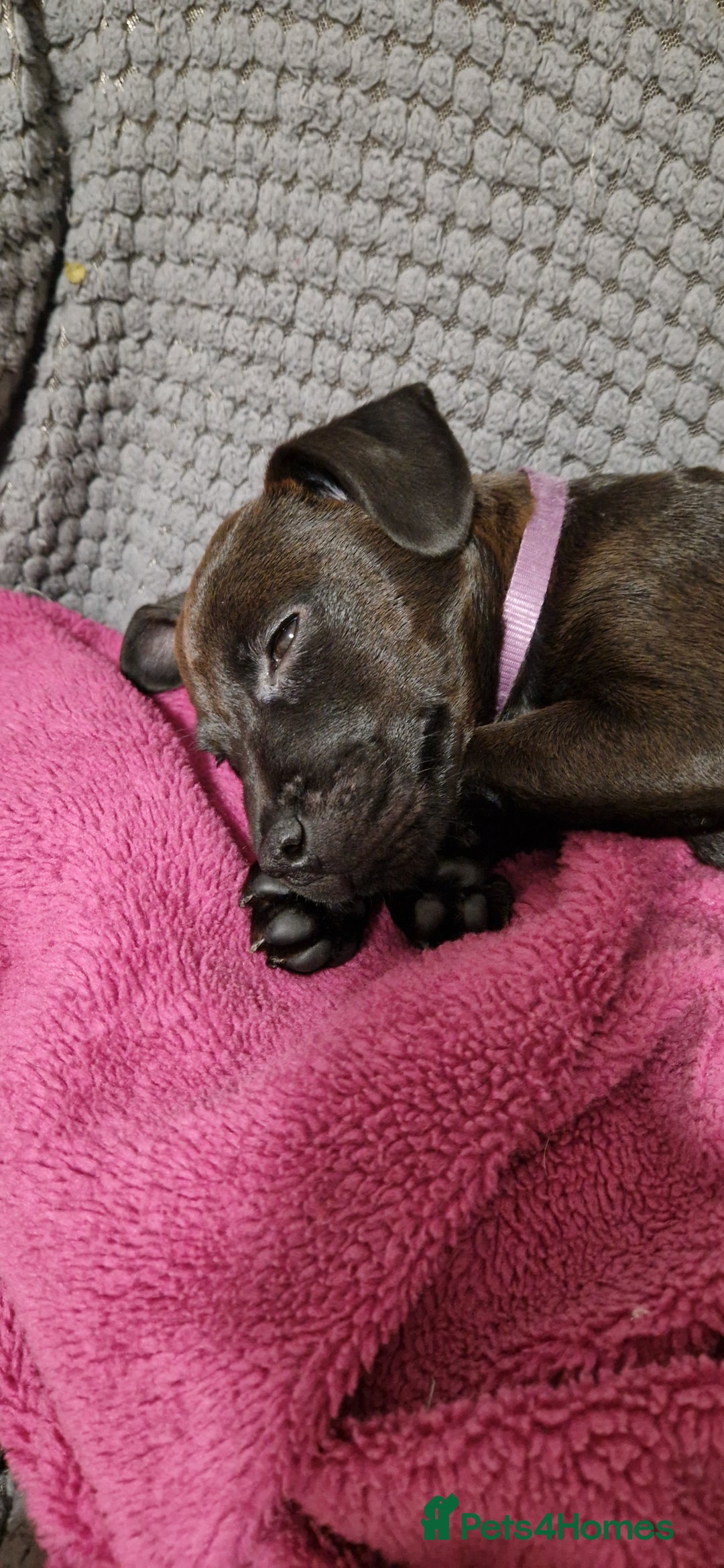 Patterdale Terrier dogs for sale: 1 year old Male Patterdale - Image 21