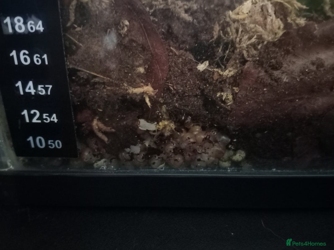 Snails invertebrates for sale: Albino giant African land snails- Fulica - Advert 5