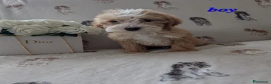 Cockapoo Puppy 2
