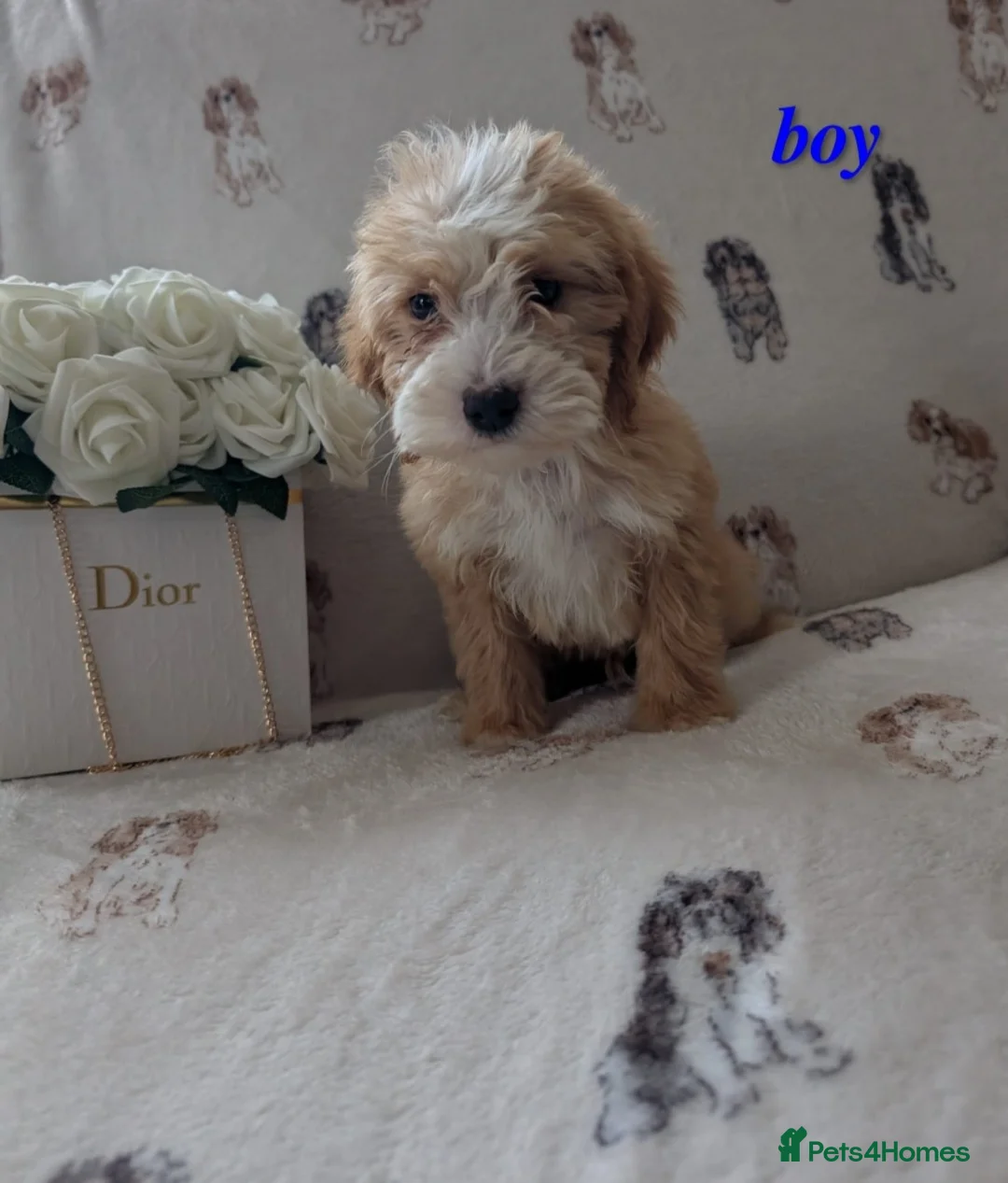 Cockapoo dogs for sale: Apricot and whiteCockerpoo puppies  - Advert 2