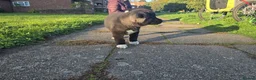 Huskita dogs for sale: Akita with 6% husky (Huskita) - Advert 6