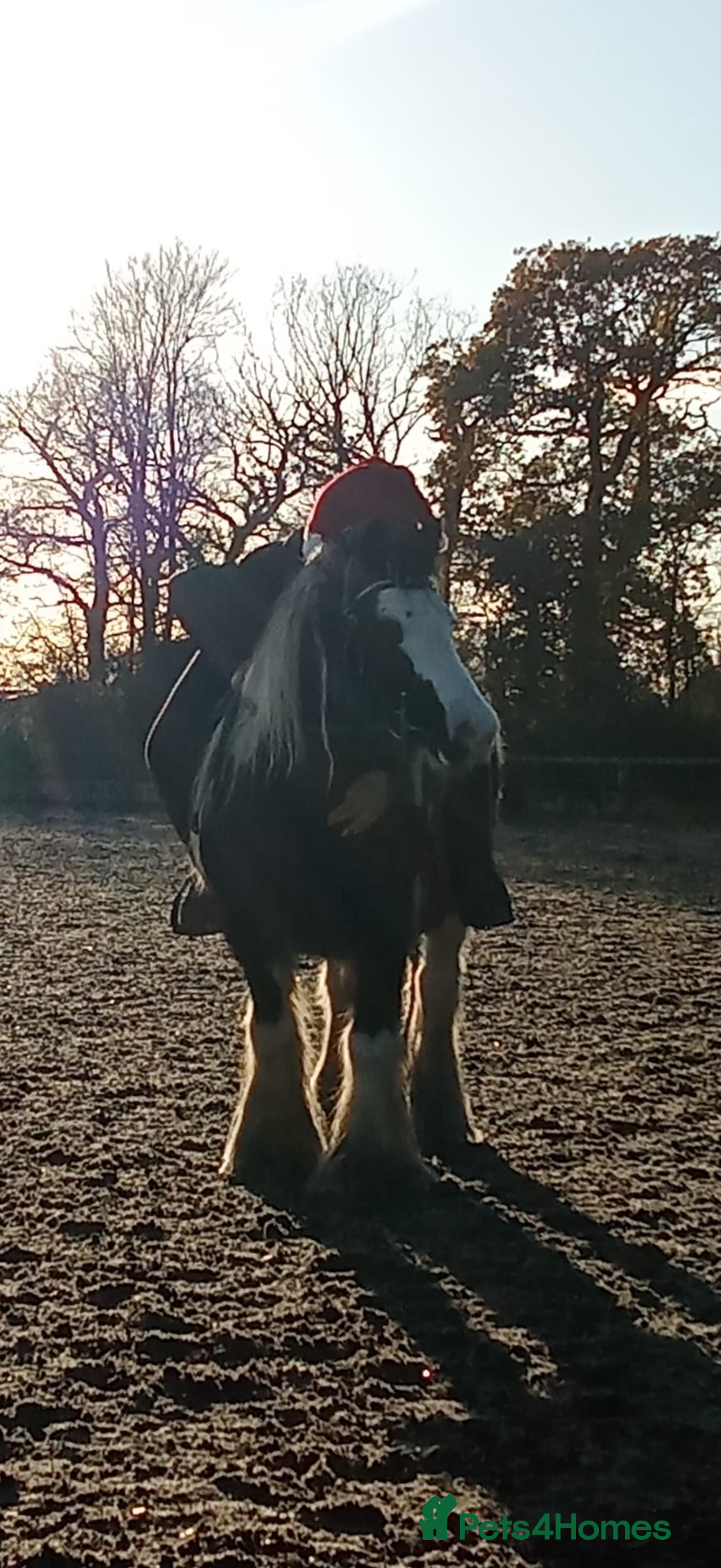 Riding pony horses for sale: Nancy  - Advert 2