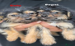 Mixed Breed dogs for adoption: Cola & Pepsi are looking for their forever home! - Image 6
