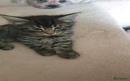 Turkish Angora cats for sale: Turkish angora cross Bengal  - Image 14