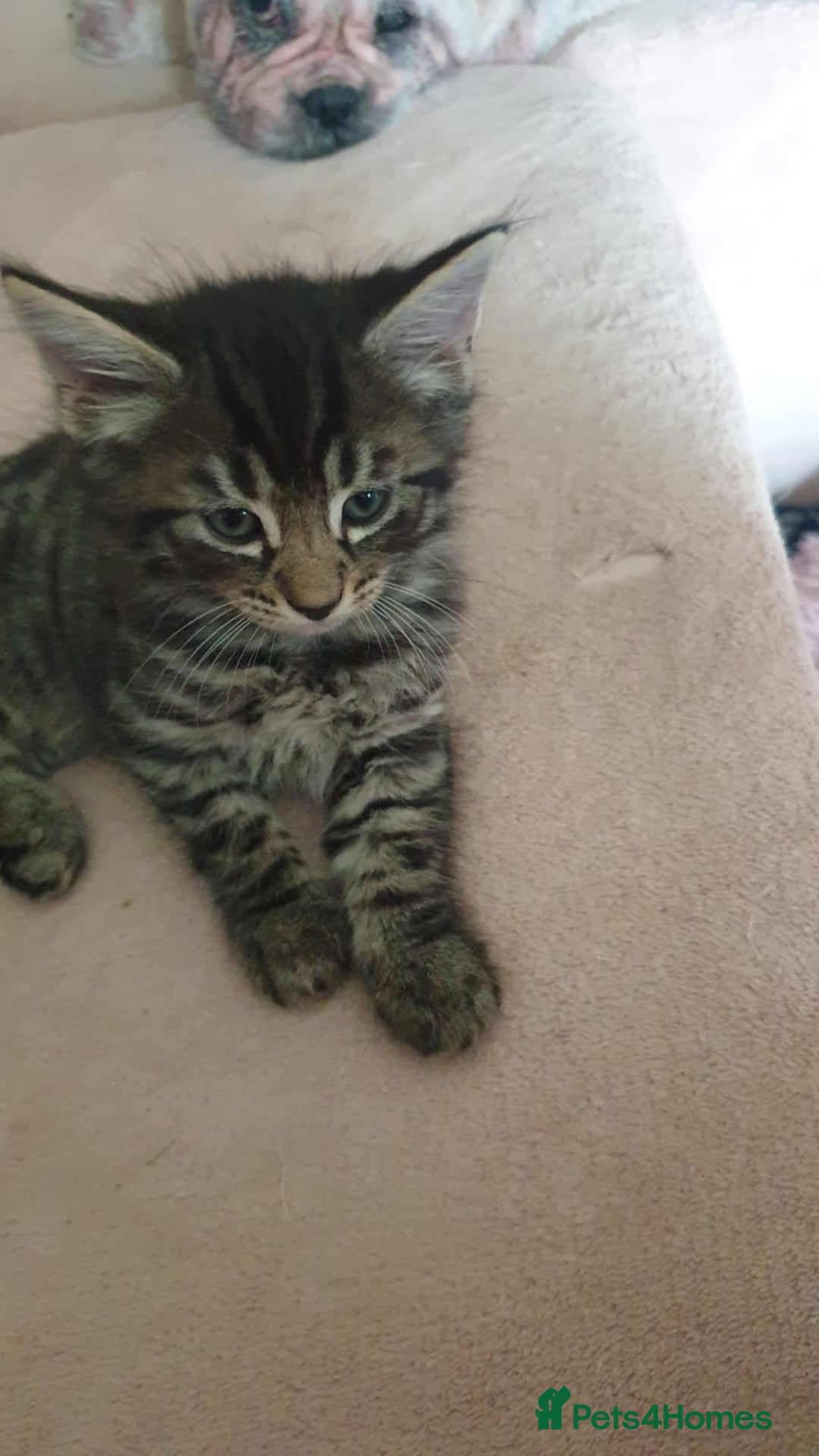 Turkish Angora cats for sale: Turkish angora cross Bengal  - Image 14