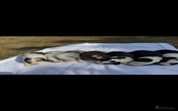 Australian Shepherd dogs for sale: KC registered Australian Shepard puppies - Image 5