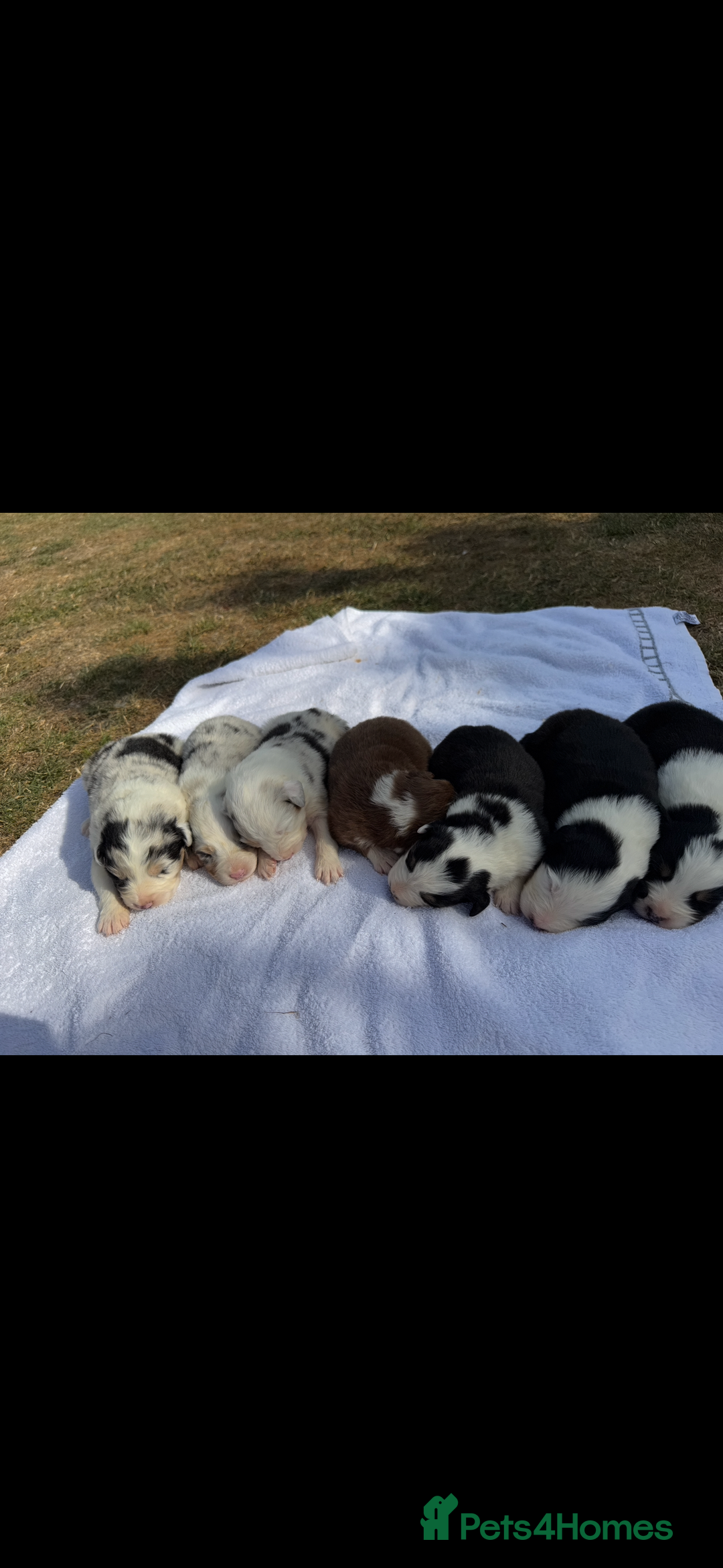 Australian Shepherd dogs for sale: KC registered Australian Shepard puppies - Image 5