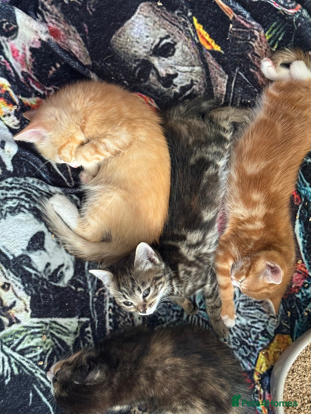 British Shorthair cats for sale: Four Adorable Kittens  - Image 15