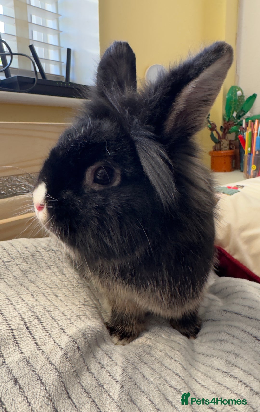 Lionhead rabbits for sale: Lionshead rabbits for sale - Advert 2