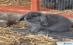 Mini Lop rabbits for sale: Mini Lop Rabbits - Image 1