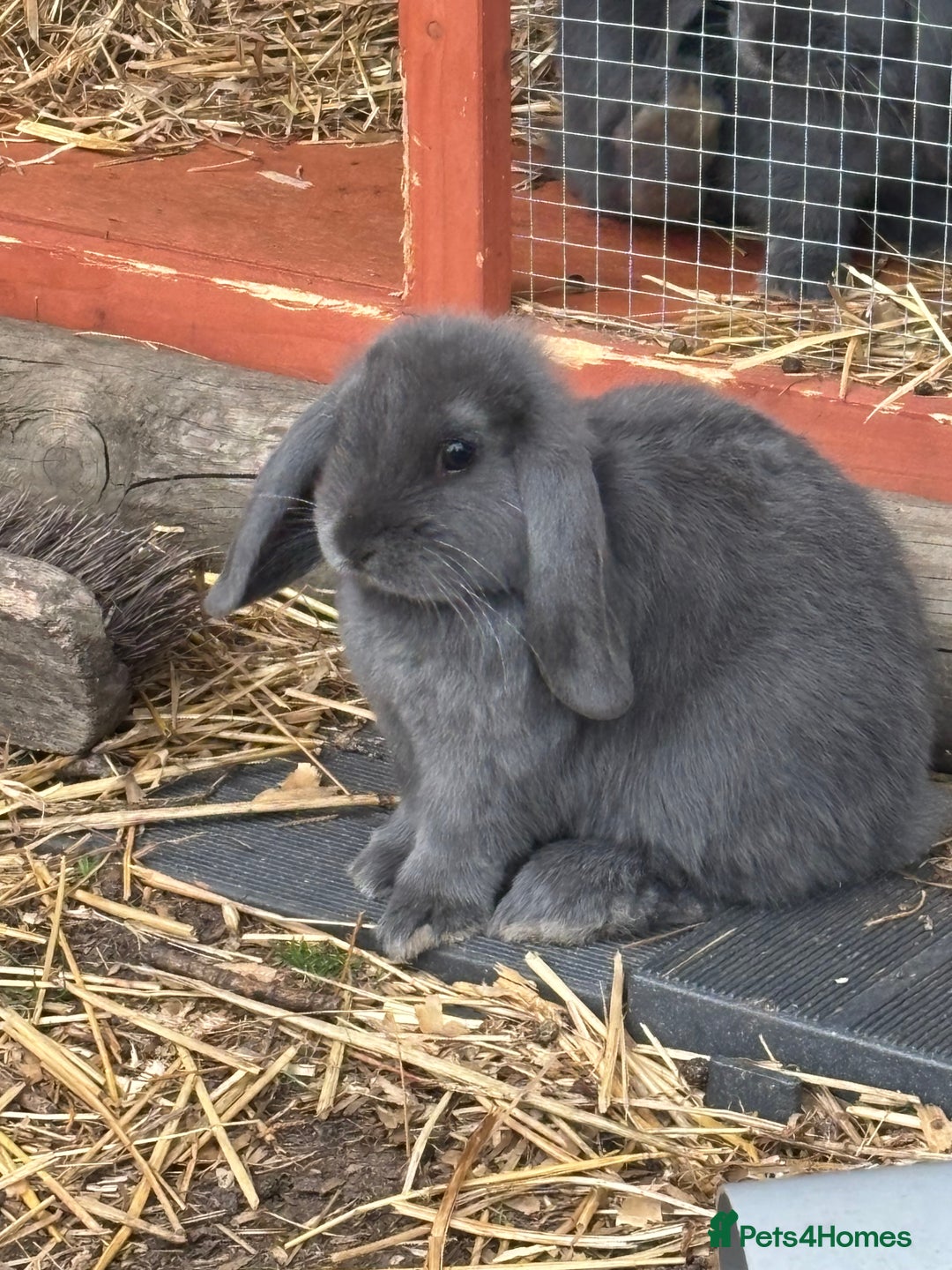 Mini Lop rabbits for sale: Mini Lop Rabbits - Image 1