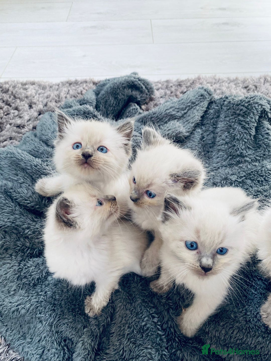 Ragdoll cats for sale: 5 beautiful blue point ragdolls - Image 7