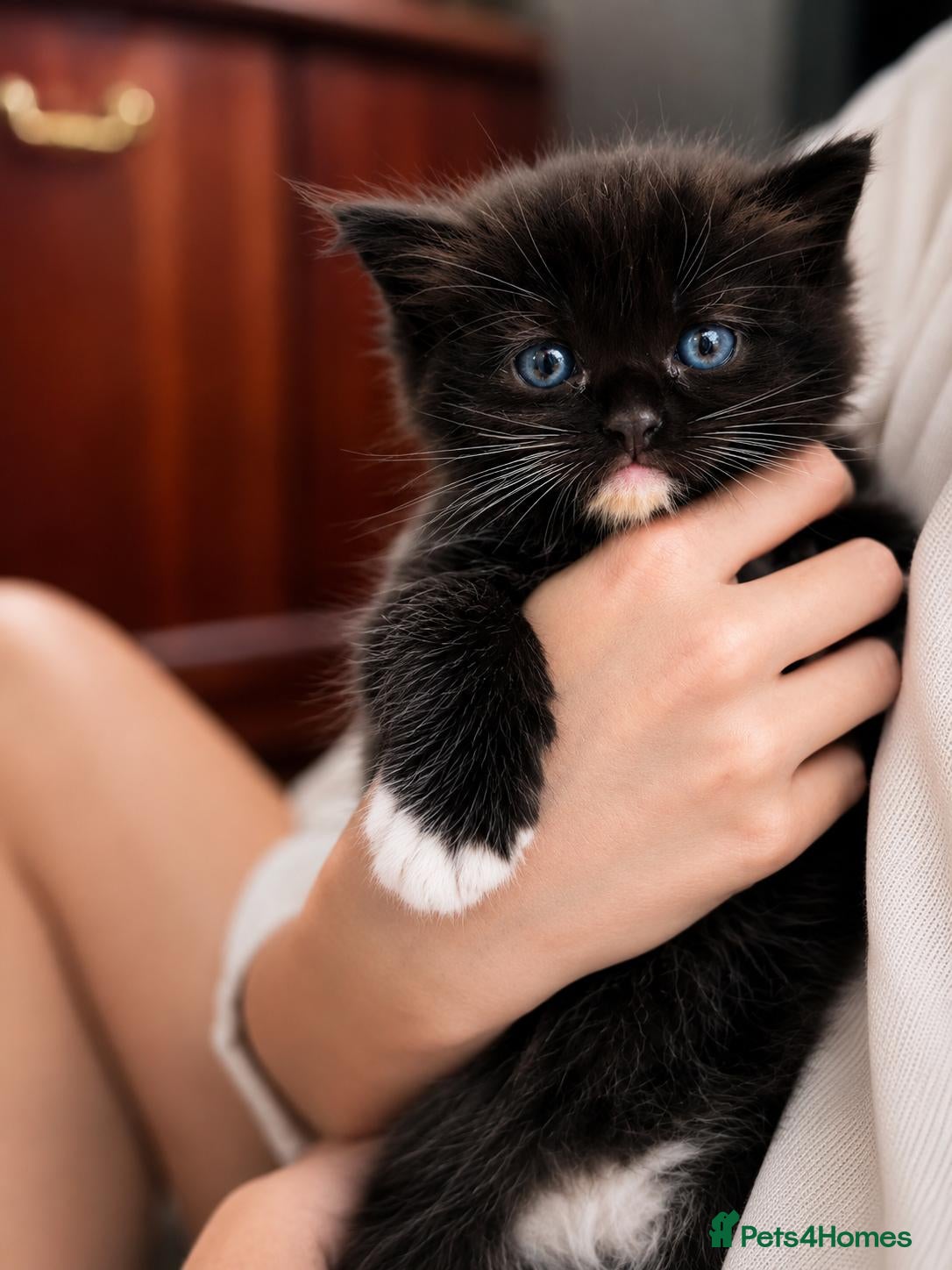 Ragdoll cats Ragdoll tuxedo black & white - Advert 9